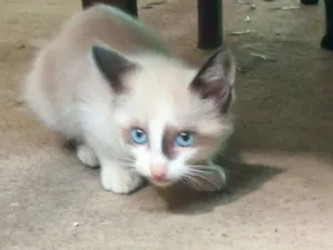 Gato raça SRD-ViraLata idade 2 a 6 meses nome Sua escolha