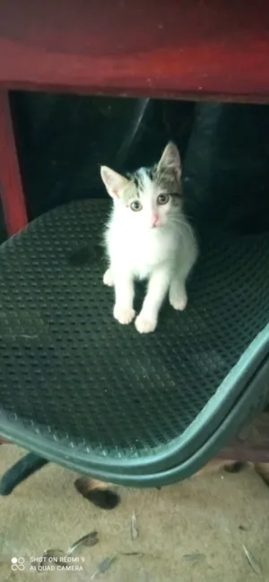 Gato raça SRD-ViraLata idade 2 a 6 meses nome Sua escolha