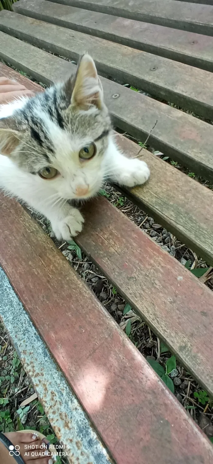 Gato raça SRD-ViraLata idade 2 a 6 meses nome Sua escolha