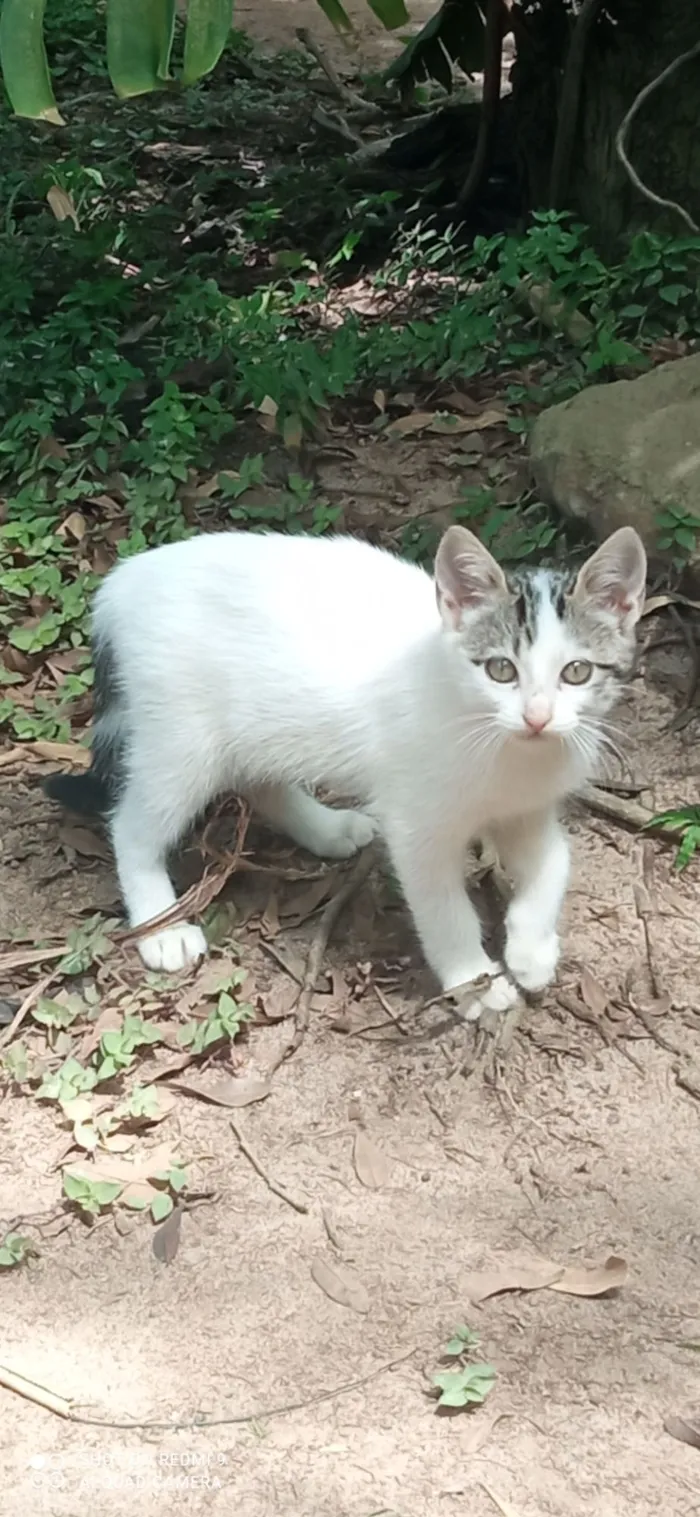 Gato raça SRD-ViraLata idade 2 a 6 meses nome Sua escolha