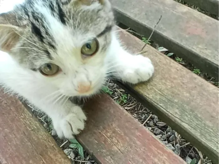 Gato raça SRD-ViraLata idade 2 a 6 meses nome Sua escolha