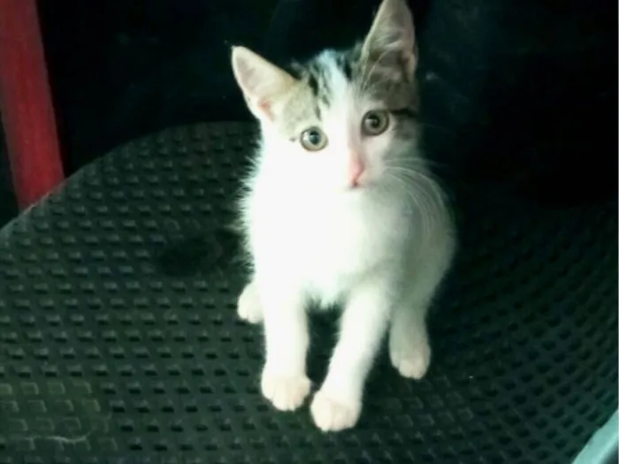 Gato raça SRD-ViraLata idade 2 a 6 meses nome Sua escolha