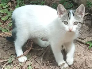 Gato raça SRD-ViraLata idade 2 a 6 meses nome Sua escolha