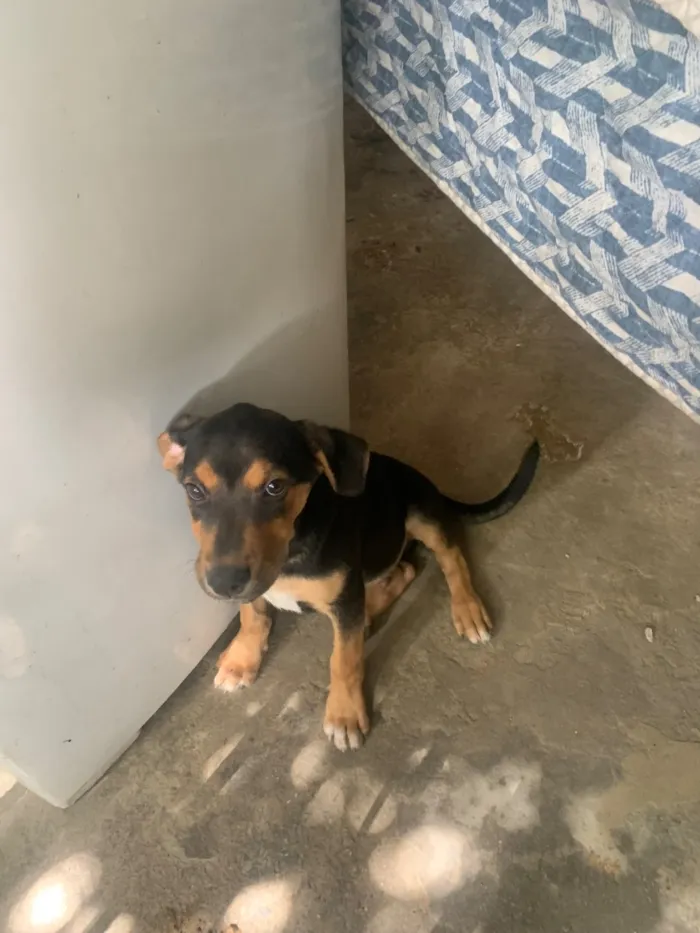 Cachorro raça Pastor Alemão idade 2 a 6 meses nome Zeus 