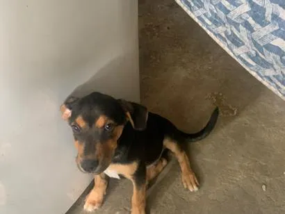 Cachorro raça Pastor Alemão idade 2 a 6 meses nome Zeus 
