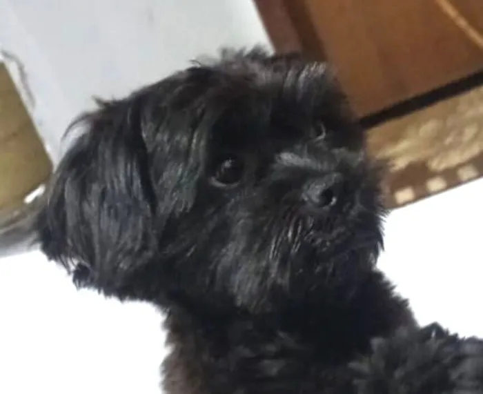 Cachorro raça Shitzu idade 1 ano nome Bidu 