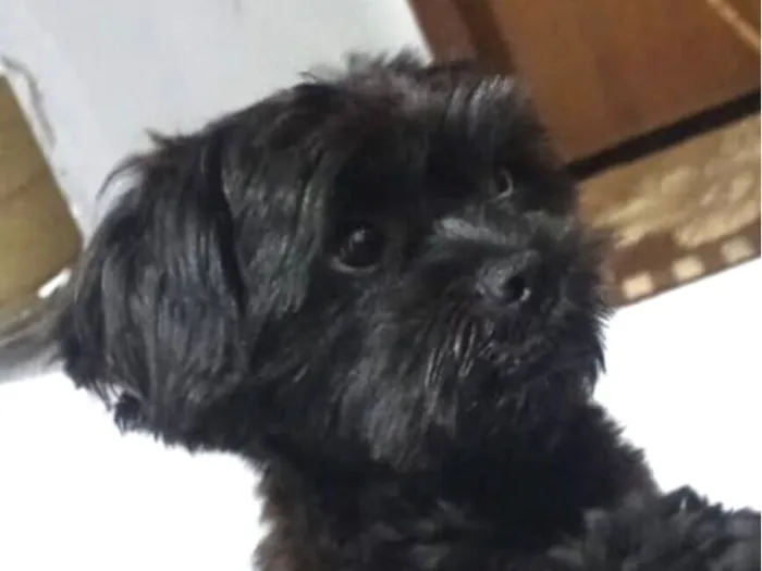 Cachorro raça Shitzu idade 1 ano nome Bidu 