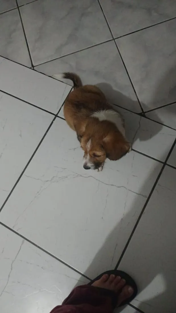 Cachorro raça SRD-ViraLata idade 2 a 6 meses nome Rani 
