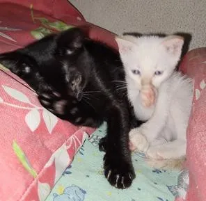 Gato raça SRD-ViraLata idade 2 a 6 meses nome ADOÇÃO CONJUNTA