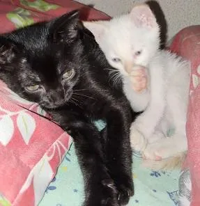 Gato raça SRD-ViraLata idade 2 a 6 meses nome ADOÇÃO CONJUNTA