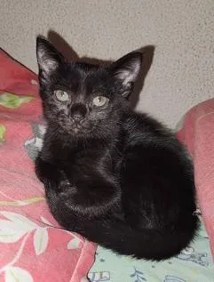 Gato raça SRD-ViraLata idade 2 a 6 meses nome ADOÇÃO CONJUNTA