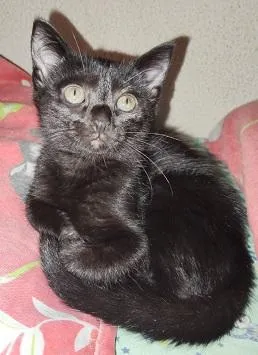 Gato raça SRD-ViraLata idade 2 a 6 meses nome ADOÇÃO CONJUNTA