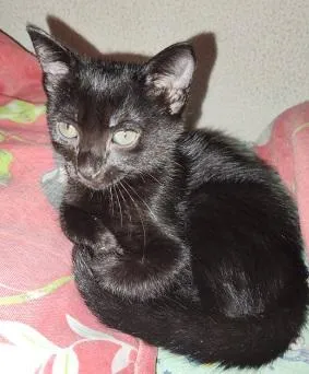 Gato raça SRD-ViraLata idade 2 a 6 meses nome ADOÇÃO CONJUNTA