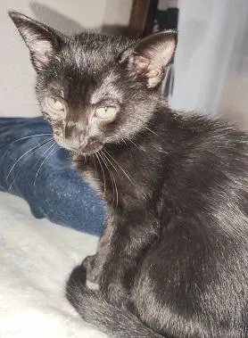 Gato raça SRD-ViraLata idade 2 a 6 meses nome ADOÇÃO CONJUNTA