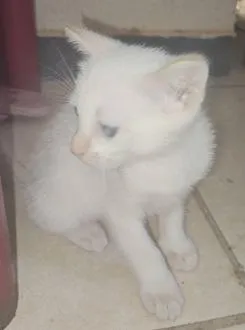 Gato raça SRD-ViraLata idade 2 a 6 meses nome ADOÇÃO CONJUNTA