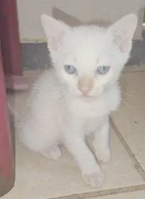 Gato raça SRD-ViraLata idade 2 a 6 meses nome ADOÇÃO CONJUNTA