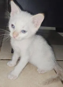 Gato raça SRD-ViraLata idade 2 a 6 meses nome ADOÇÃO CONJUNTA