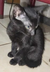 Gato raça SRD-ViraLata idade 2 a 6 meses nome ADOÇÃO CONJUNTA