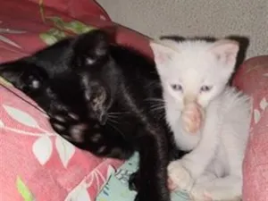 Gato raça SRD-ViraLata idade 2 a 6 meses nome ADOÇÃO CONJUNTA