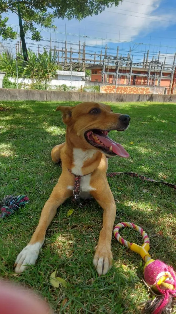 Cachorro raça SRD-ViraLata idade 4 anos nome Francisco
