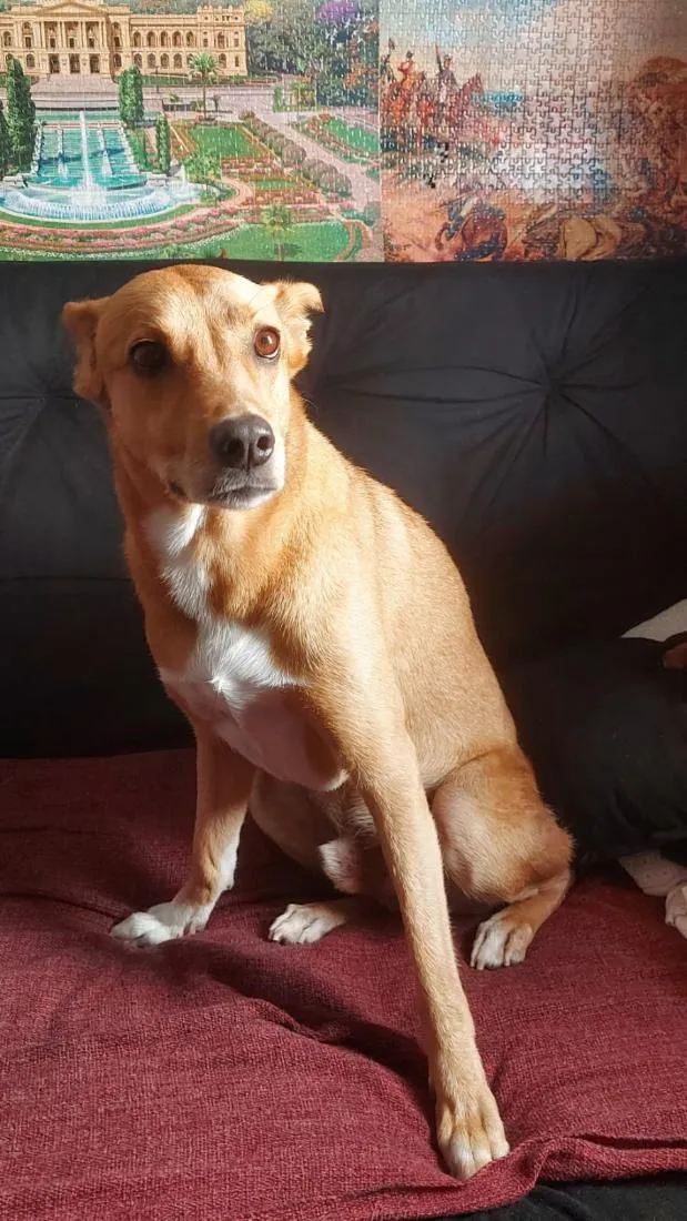 Cachorro raça SRD-ViraLata idade 4 anos nome Francisco