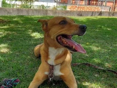 Cachorro raça SRD-ViraLata idade 4 anos nome Francisco