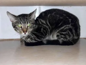 Gato raça  idade 2 a 6 meses nome titi e tico