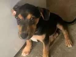 Cachorro raça Pastor Alemão idade 2 a 6 meses nome Zeus 