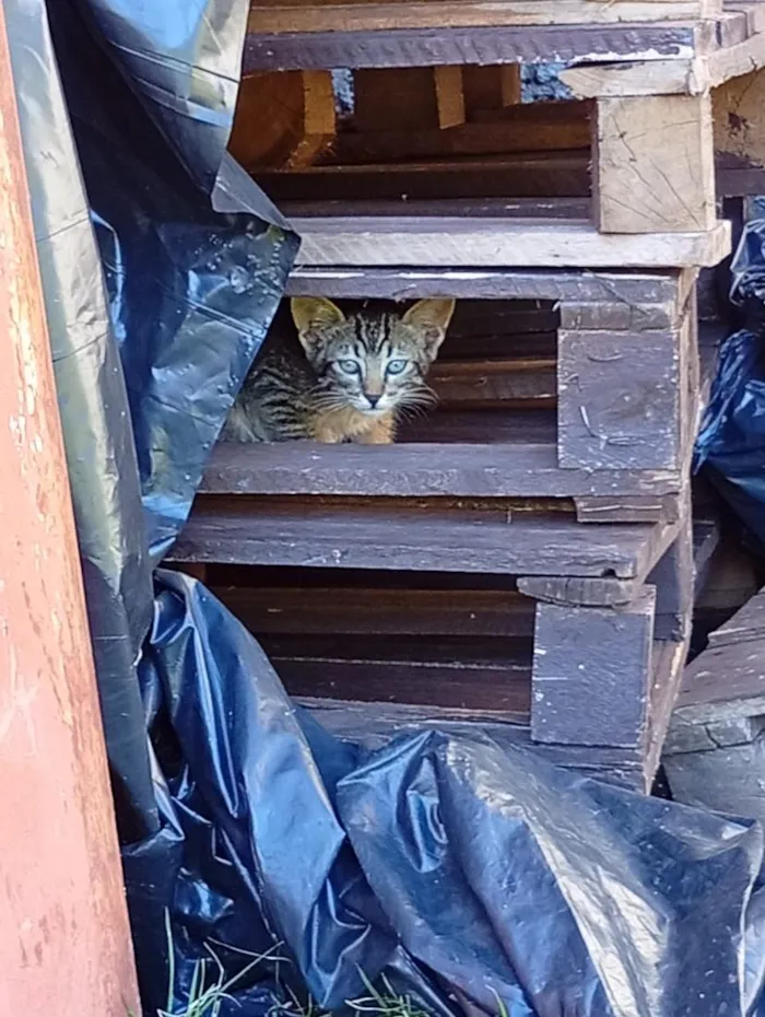 Gato raça SRD-ViraLata idade Abaixo de 2 meses nome Daphine
