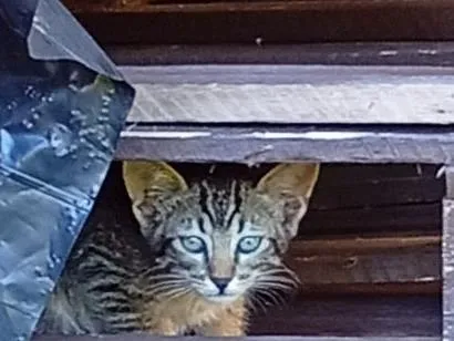 Gato raça SRD-ViraLata idade Abaixo de 2 meses nome Dafini