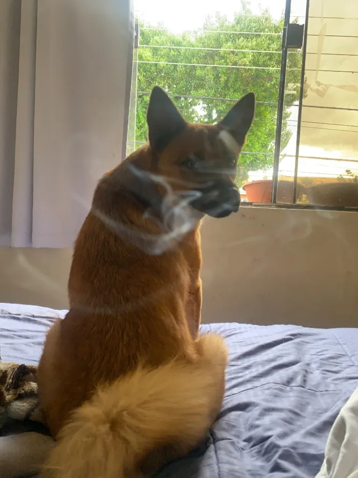 Cachorro raça SRD-ViraLata idade 3 anos nome Blair