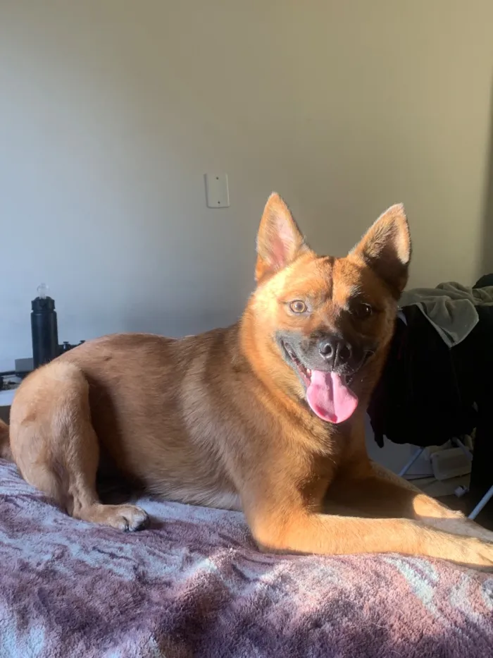 Cachorro raça SRD-ViraLata idade 3 anos nome Blair