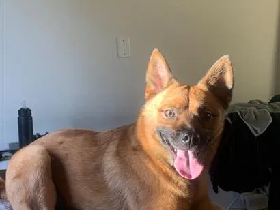 Cachorro raça SRD-ViraLata idade 3 anos nome Blair