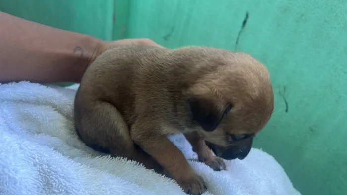 Cachorro raça SRD-ViraLata idade Abaixo de 2 meses nome sem nome 