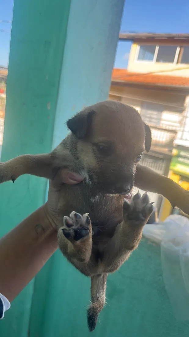 Cachorro raça SRD-ViraLata idade Abaixo de 2 meses nome sem nome 