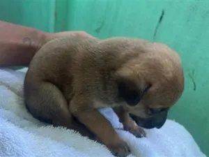 Cachorro raça SRD-ViraLata idade Abaixo de 2 meses nome sem nome 