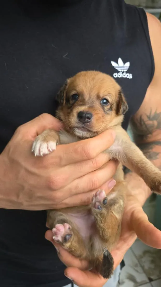 Cachorro raça SRD-ViraLata idade Abaixo de 2 meses nome Não tem nome