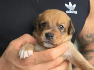 Cachorro raça SRD-ViraLata idade Abaixo de 2 meses nome Não tem nome