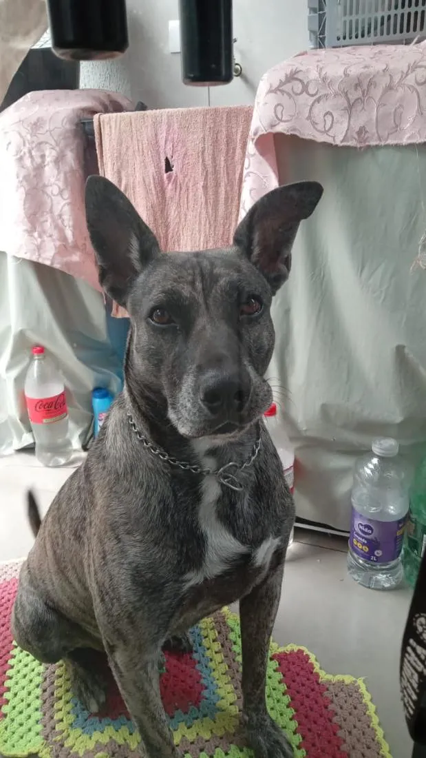 Cachorro raça SRD-ViraLata idade 5 anos nome Baguera