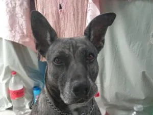 Cachorro raça SRD-ViraLata idade 5 anos nome Baguera