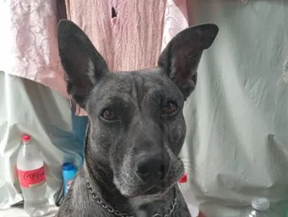 Cachorro raça SRD-ViraLata idade 5 anos nome Baguera