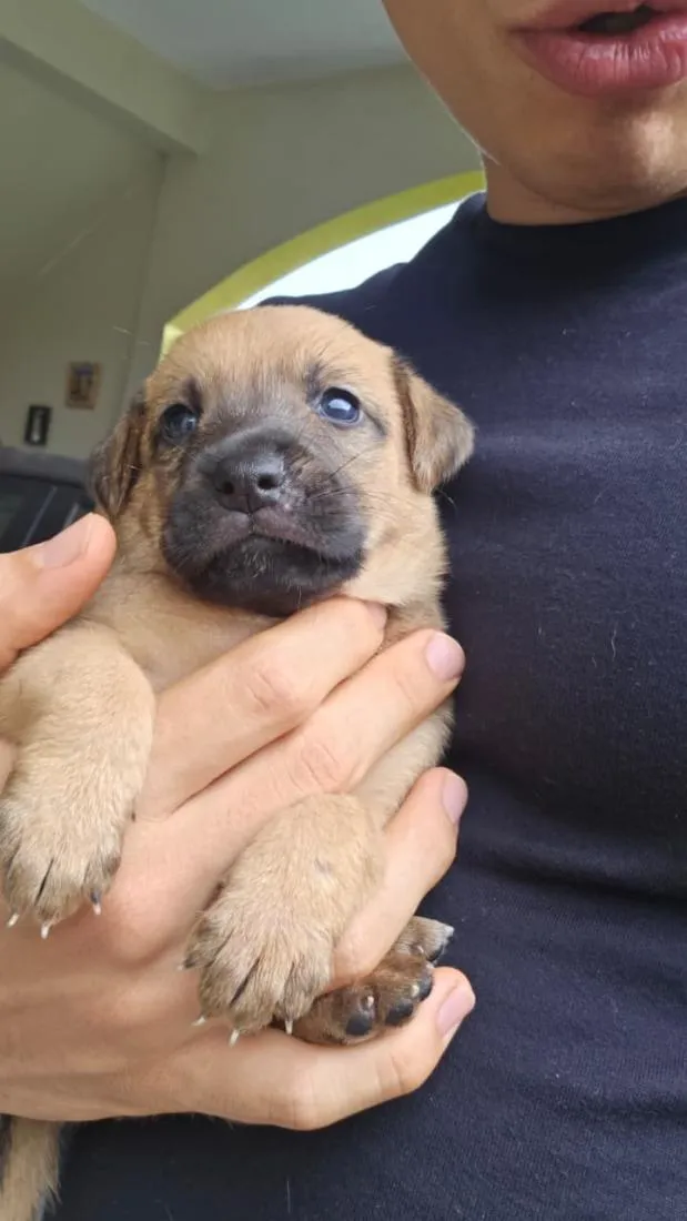 Cachorro raça SRD-ViraLata idade Abaixo de 2 meses nome Não tem nome