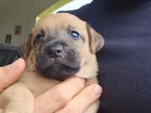 Cachorro raça SRD-ViraLata idade Abaixo de 2 meses nome Não tem