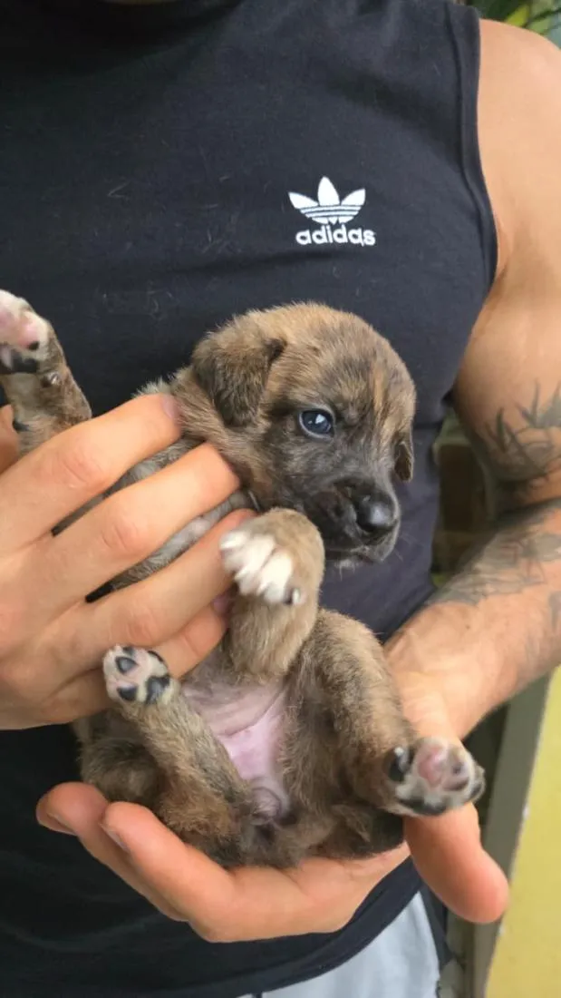 Cachorro raça SRD-ViraLata idade Abaixo de 2 meses nome Não tem nome