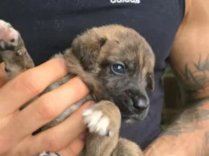 Cachorro raça SRD-ViraLata idade Abaixo de 2 meses nome Não tem