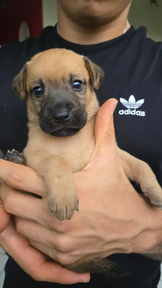 Cachorro raça SRD-ViraLata idade Abaixo de 2 meses nome Não tem nome
