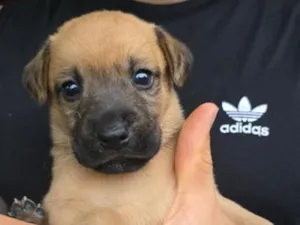Cachorro raça SRD-ViraLata idade Abaixo de 2 meses nome Não tem nome