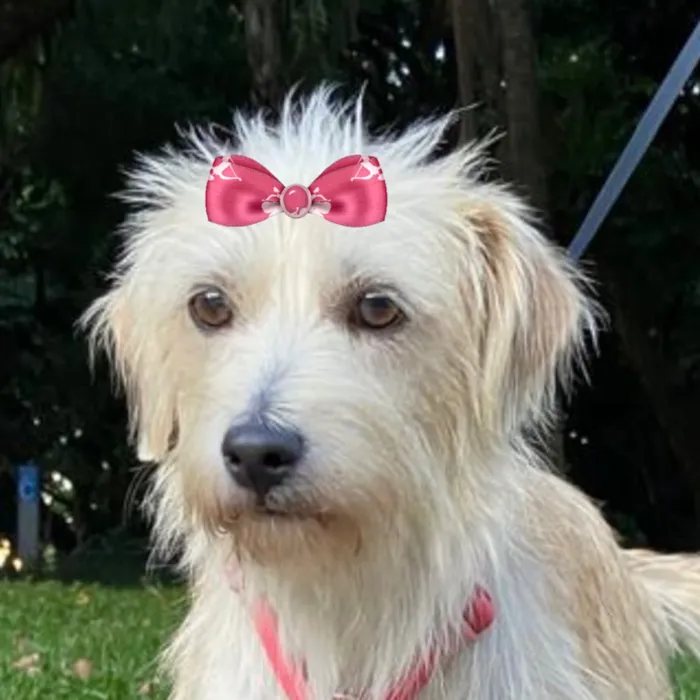 Cachorro raça Shitzu idade 1 ano nome Tina 