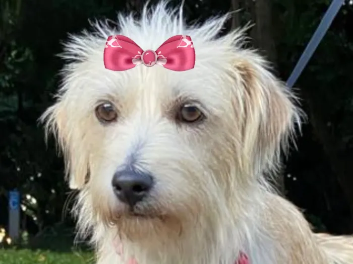 Cachorro raça Shitzu idade 1 ano nome Tina 