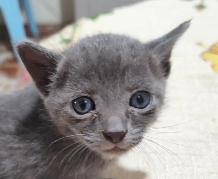 Gato raça SRD-ViraLata idade 2 a 6 meses nome Blue 